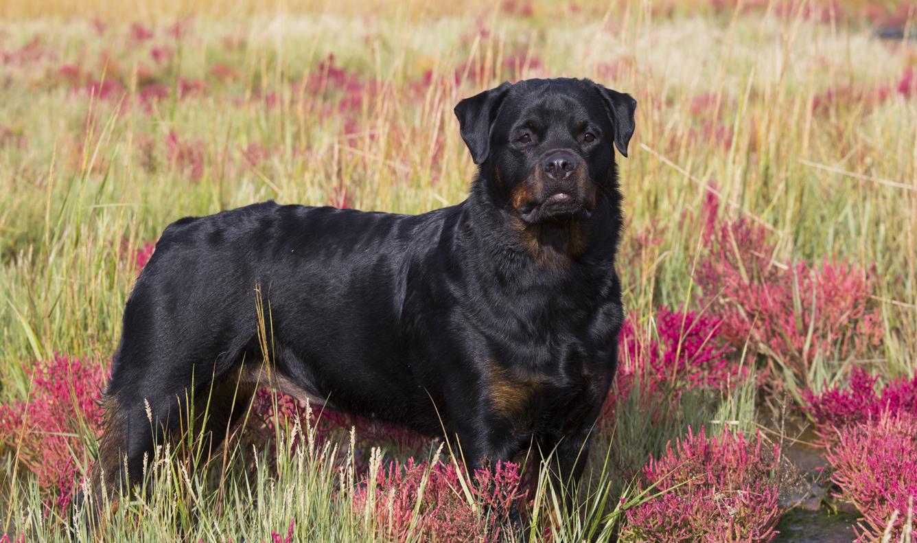 Rottweiler in salt marsh with red Glasswort, October; Guilford, Connecticut, USA (CC)